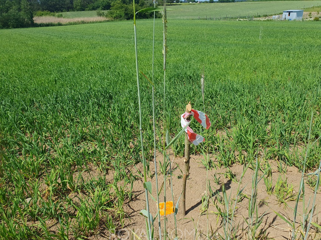 Działka Sprzedaż Zieleniewo