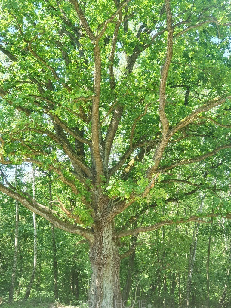 Działka Sprzedaż Zieleniewo